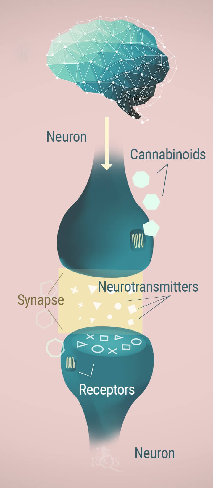 Neurons, Cannabinoids and Neurotransmitters