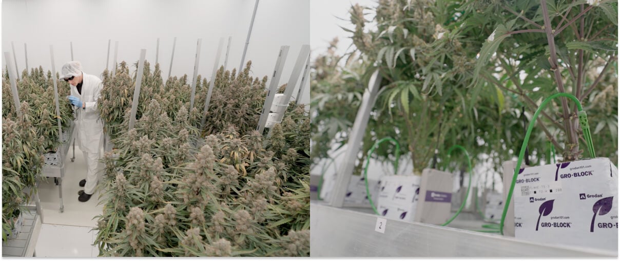 CRIC cannabis research and cultivation trials facility Cannabis research trials at CRIC facility, showing controlled cultivation, plant monitoring, and experimental grow systems