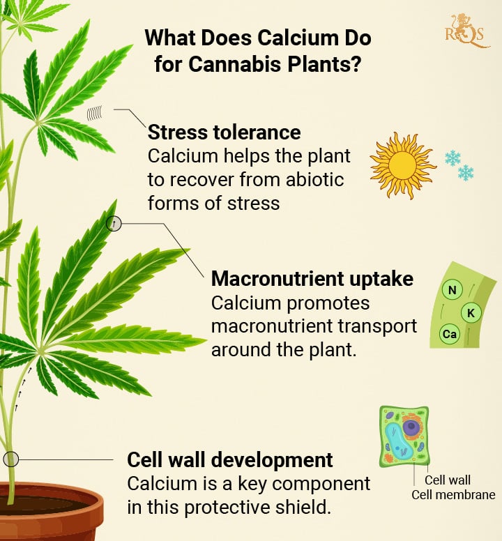 Calcium benefits for Cannabis plant