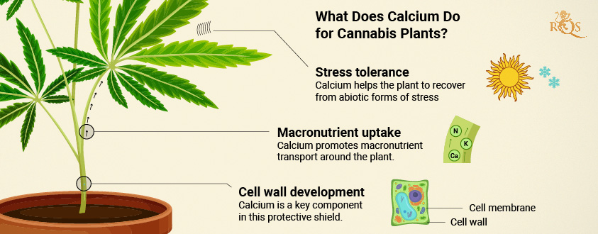 Calcium benefits for Cannabis plant