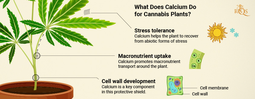 Calcium benefits for Cannabis plant Calcium benefits for Cannabis plant