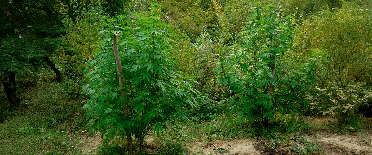 Two cannabis plants camouflaged among trees, shrubs, and tall grasses in a forest, with tips on using natural cover, avoiding trails, dispersing plants, and staying low-profile for security.