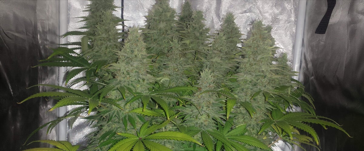 Close-up of an indoor Candy Kush grow in full bloom, showing large trichome-covered buds surrounded by green and yellowing leaves under artificial light.