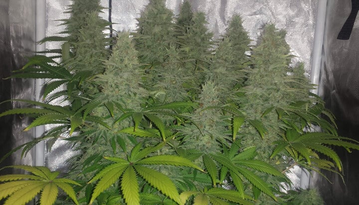 Close-up of an indoor Candy Kush grow in full bloom, showing large trichome-covered buds surrounded by green and yellowing leaves under artificial light.