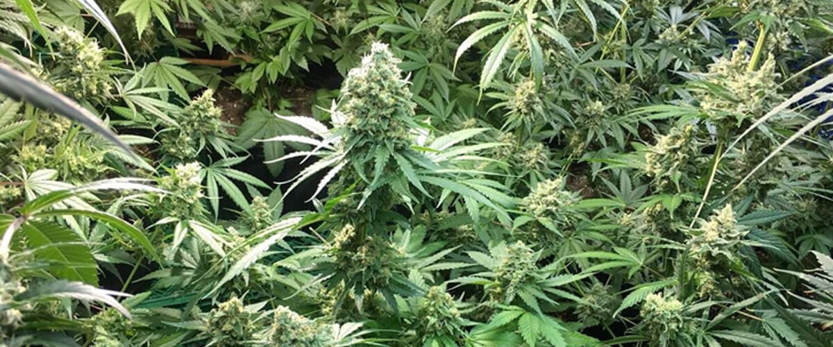 Indoor grow of Candy Kush Express cannabis plants, featuring dense, resin-covered buds surrounded by lush green leaves.