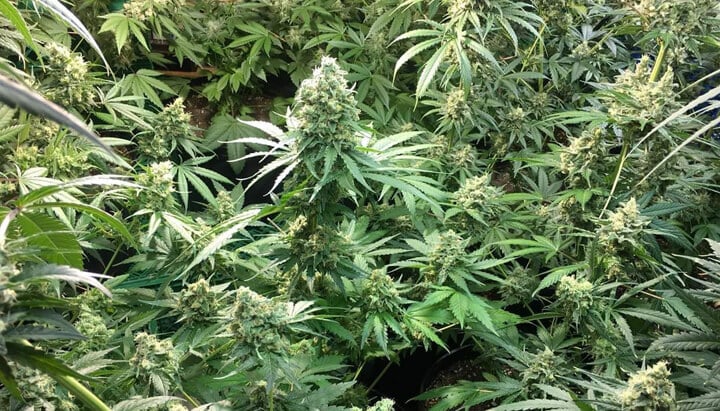 Indoor grow of Candy Kush Express cannabis plants, featuring dense, resin-covered buds surrounded by lush green leaves.