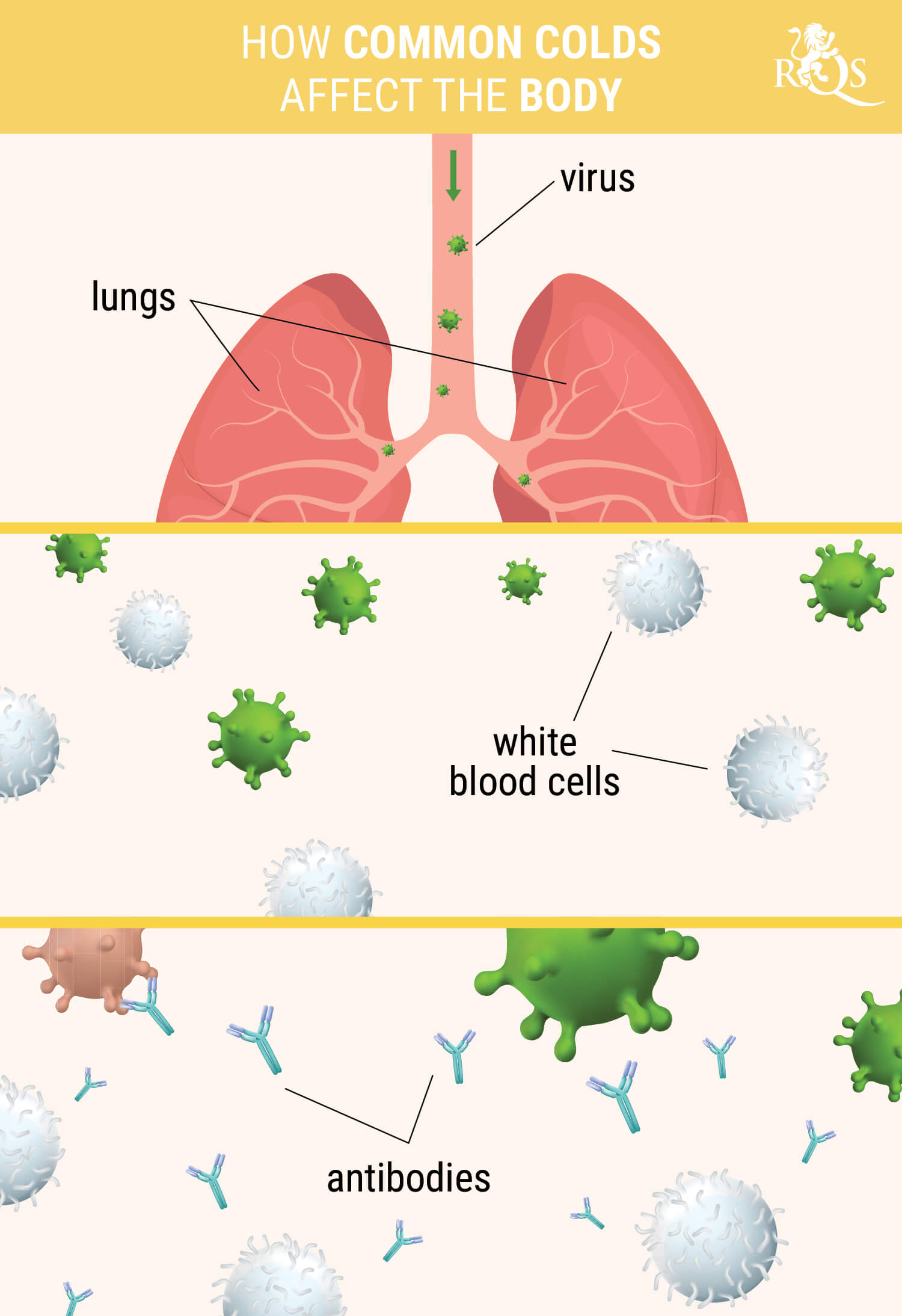 HOW COMMON COLDS AFFECT THE BODY