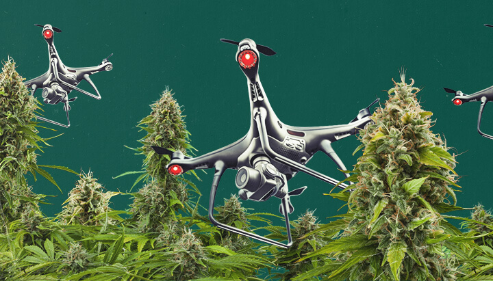 A drone equipped with surveillance technology hovering over a cannabis cultivation site, highlighting the challenges and risks of cannabis drone surveillance for outdoor growers in areas facing prohibition.