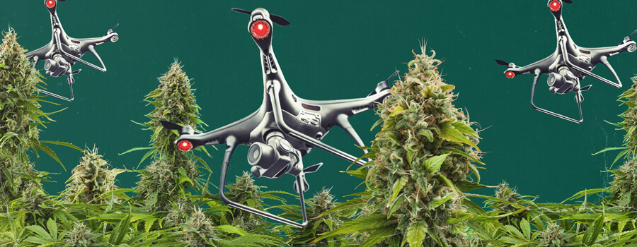 A drone equipped with surveillance technology hovering over a cannabis cultivation site, highlighting the challenges and risks of cannabis drone surveillance for outdoor growers in areas facing prohibition.