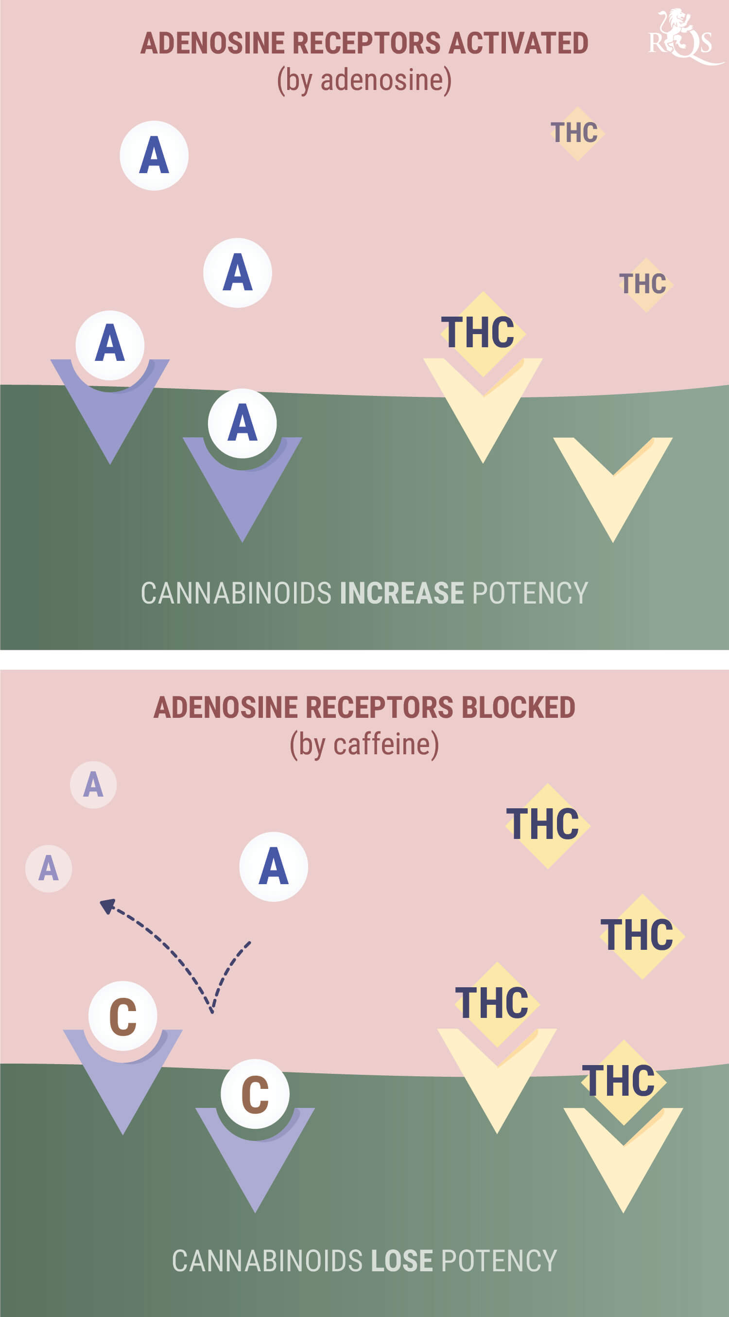 Cannabis (THC)
