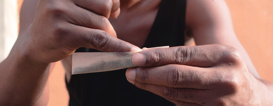 Tipos de plantas de marihuana hermafroditas Tipos de plantas de marihuana hermafroditas