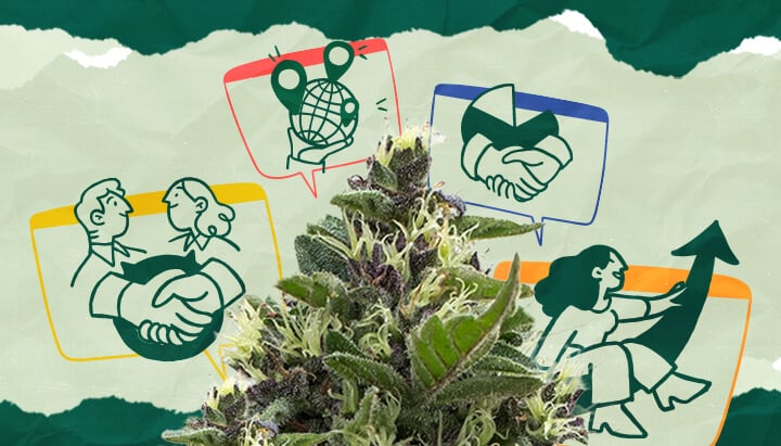 Investigate the potential positive economic effects of cannabis tourism, such as increased revenue, employment opportunities, and local economic growth.