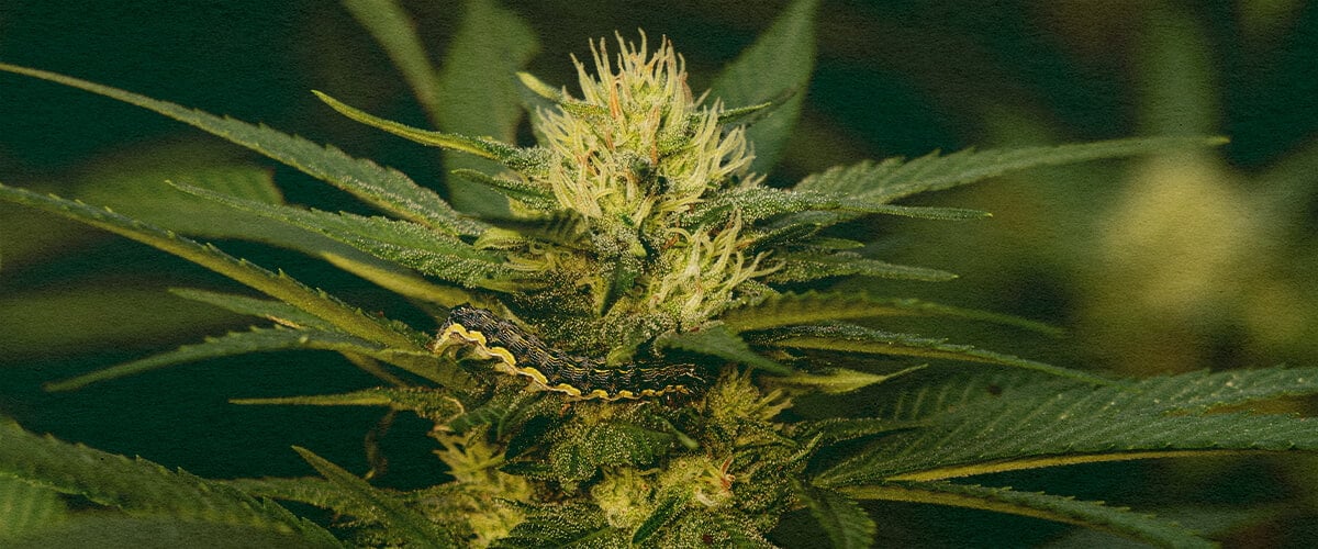 Master Removing Caterpillars from Cannabis Plants with This Detailed Leaf Close-Up Close-up of a cannabis plant with green leaves showing caterpillar damage on a dark green background, useful for guides on removing pests from cannabis plants.