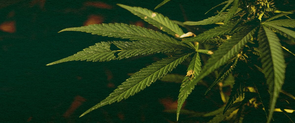 Learn if Caterpillars Can Kill Your Cannabis Plants with This Detailed Plant Close-Up Close-up of a cannabis plant with green leaves and visible caterpillar damage on a dark green background, highlighting potential pest threats to cannabis growth.