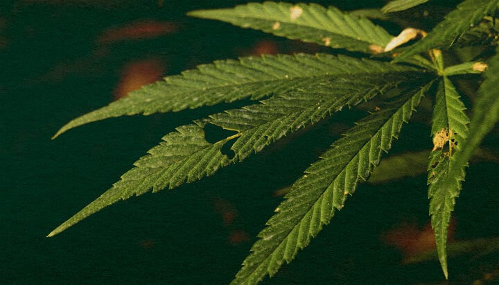 Learn if Caterpillars Can Kill Your Cannabis Plants with This Detailed Plant Close-Up Close-up of a cannabis plant with green leaves and visible caterpillar damage on a dark green background, highlighting potential pest threats to cannabis growth.
