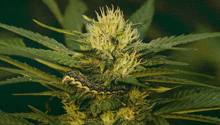 Master Removing Caterpillars from Cannabis Plants with This Detailed Leaf Close-Up Close-up of a cannabis plant with green leaves showing caterpillar damage on a dark green background, useful for guides on removing pests from cannabis plants.
