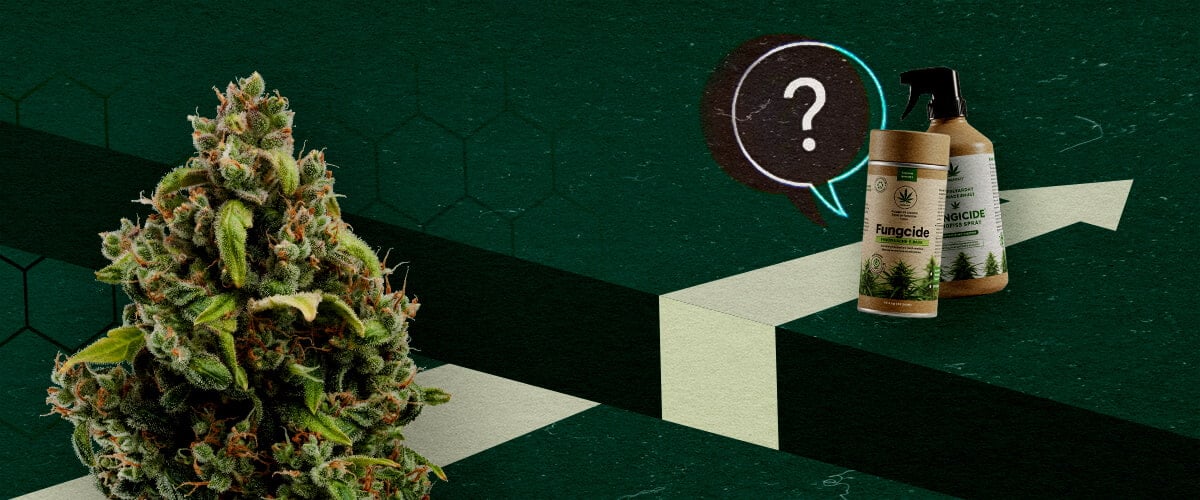 A cannabis bud and organic fungicide products beside a question mark and upward arrow, representing the potential and challenges of cannabis-based fungicides.