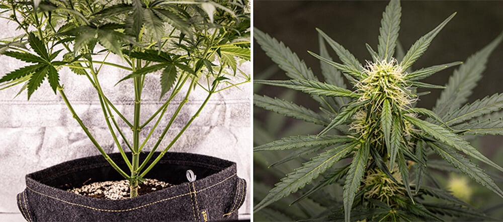 Cherry Pie Automatic Grow Guide: Flowering Stage (Weeks 5–10)