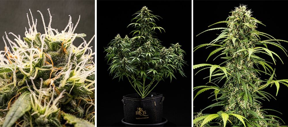 Cherry Pie Automatic Grow Report: Seedling Stage (Week 7-8)