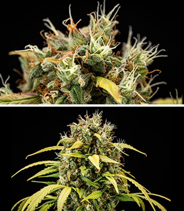 Cherry Pie Automatic Grow Report: Seedling Stage (Week 9-10)