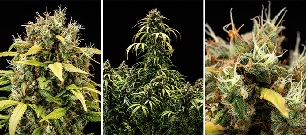 Cherry Pie Automatic Grow Report: Seedling Stage (Week 9-10)