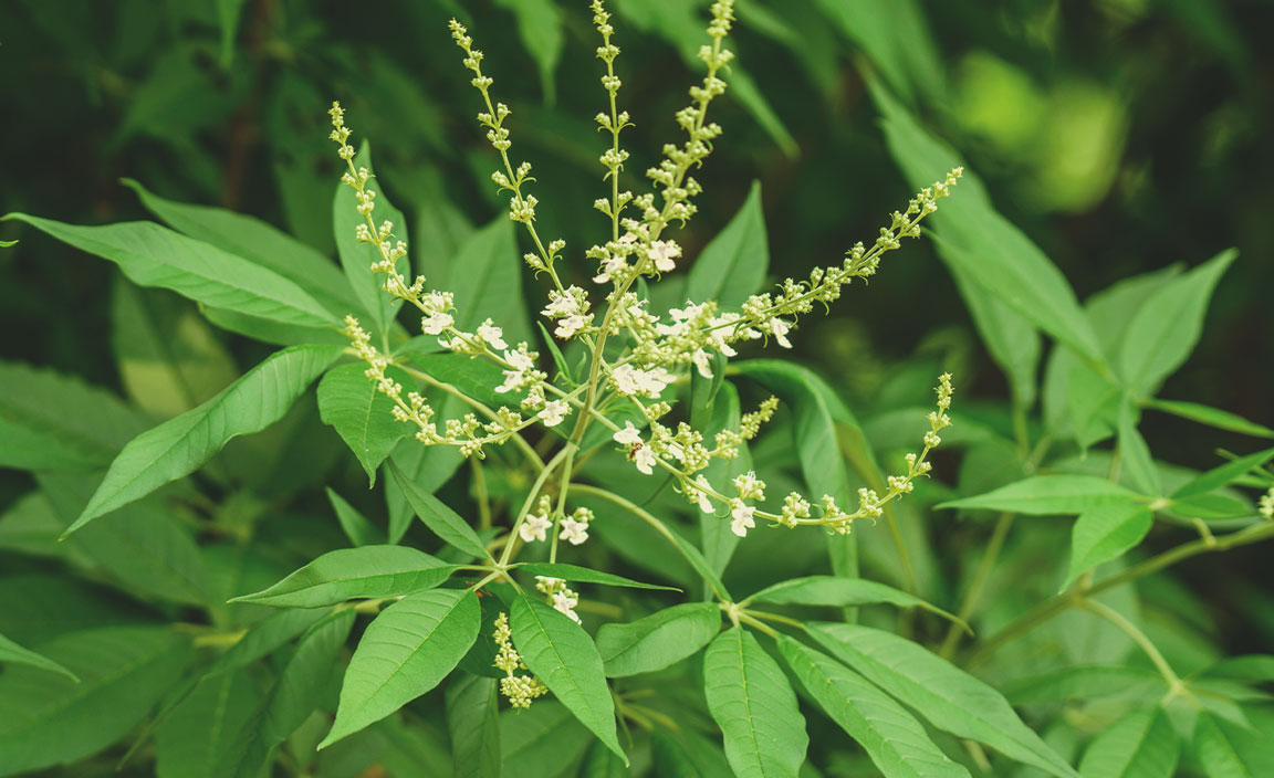 Chinese Chaste Tree (Vitex negundo)