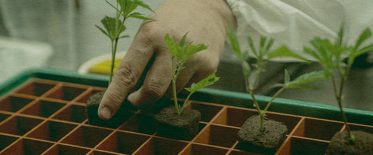 Cannabis Cloning Time-Saver: Soil Tray Image Hand planting cannabis clones in a tray with soil cubes, showcasing the efficiency of cloning for cannabis growth on a green tray, ideal for cultivation guides.