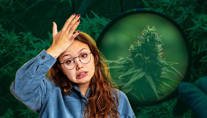 Grow Tent Mistakes & Solutions: Beginner Tips for Successful Cannabis Growing Avoid common beginner grow tent mistakes: Learn how to prevent overwatering, poor ventilation, weak lighting, pH issues, pests, and heat stress for successful indoor cannabis growth.