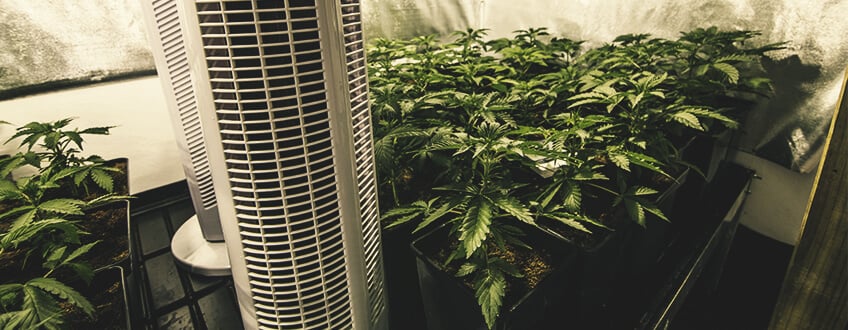 Controlling-Cannabis-Roots-Temperature