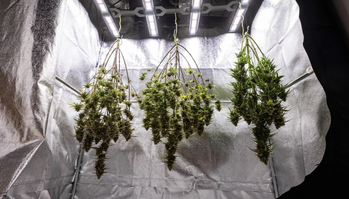 Cosmos F1 cannabis plants drying whole in the grow box after harvest, with mature resinous branches hanging in darkness before trimming, curing, and final yield results.