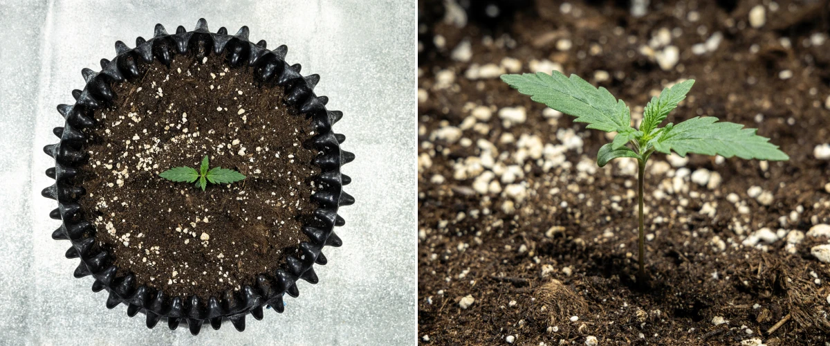 Cosmos F1 cannabis seedling during germination, emerging evenly from the soil between sprout days 1 and 5.