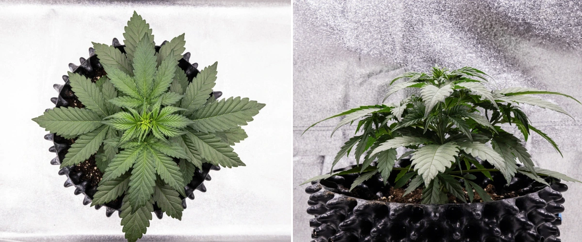 Cosmos F1 cannabis plant during week 2 of vegetation, showing bushy early growth, healthy branching, and broad green leaves between sprout days 12 and 19.