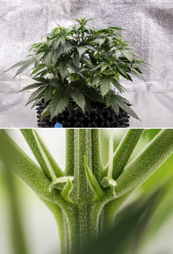 Cosmos F1 cannabis plant during week 3, showing sativa-influenced branching, dense green foliage, and the first white pistils as flowering begins between sprout days 19 and 26.