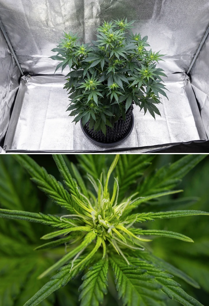 Cosmos F1 cannabis plant during week 1 of flowering, showing strong vertical growth, Christmas-tree structure, healthy dark green leaves, and developing flower clusters between sprout days 26 and 33.