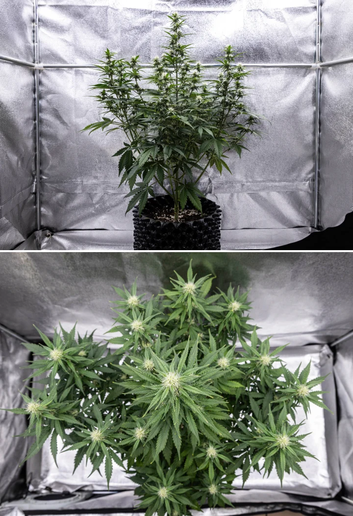 Cosmos F1 cannabis plant during week 3 of flowering, showing a dominant central cola, well-spaced lateral branches, healthy dark green foliage, and developing flower sites between sprout days 40 and 47.