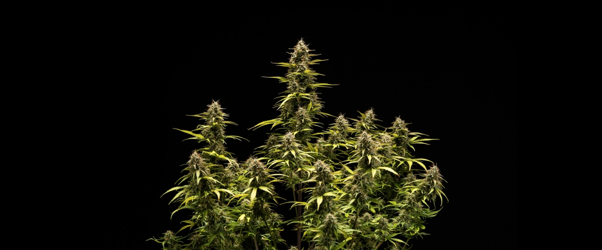 Cosmos F1 cannabis plant during week 6 of flowering and harvest, showing mature trichome-covered colas, swollen calyxes, yellowing leaves, and resinous buds ready for harvest on sprout day 68.