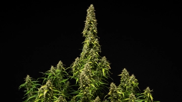Mature Wedding Cake Auto cannabis plant against a black background, showing dense resinous buds, fading leaves, and a tall central cola during the final stage of flowering.