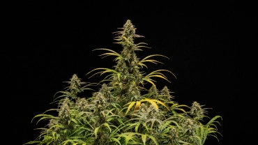 Mature Hyperion F1 cannabis plants against a black background, showing tall flowering colas, resinous buds, fading leaves, and a vigorous canopy during the final stage of flowering.