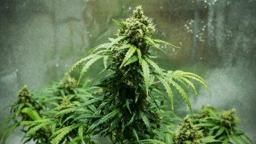 Royal Dwarf cannabis plant with compact harvest-ready buds, resinous flowers, orange pistils, and green foliage in a reflective grow tent.