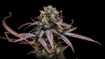 North Thunderfuck Auto cannabis plant with compact harvest-ready buds, resinous flowers, orange pistils, and green foliage in a reflective grow tent.
