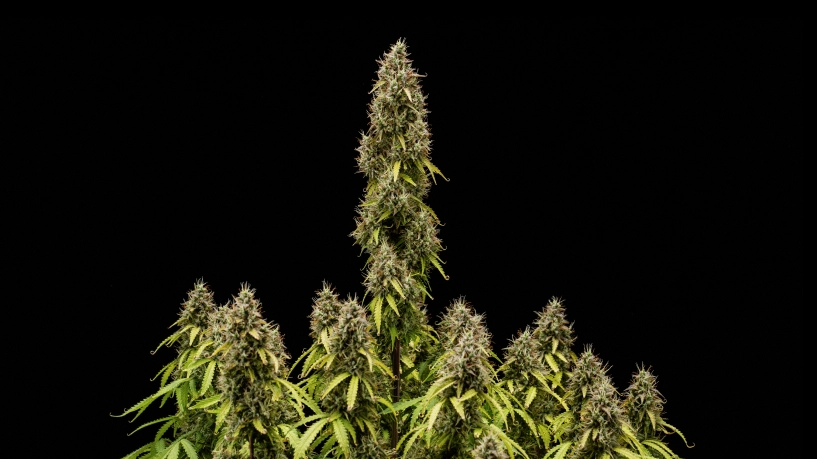 Pink Mist Auto Grow Report: Mature Buds at Harvest Mature Pink Mist Auto cannabis plant with a tall central cola, dense trichome-covered buds, and multiple flowering branches against a black background.