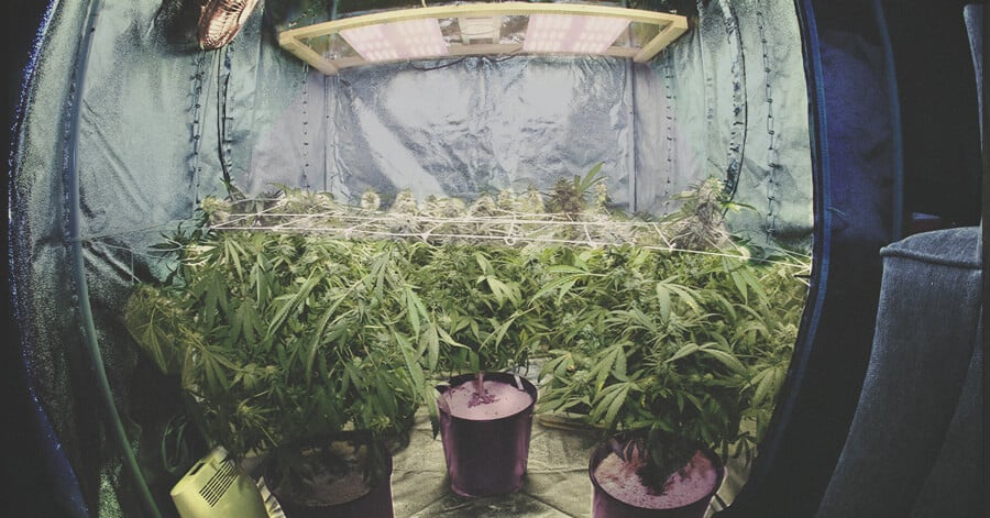 The Ultimate Guide To Indoor Cannabis Growing Equipment