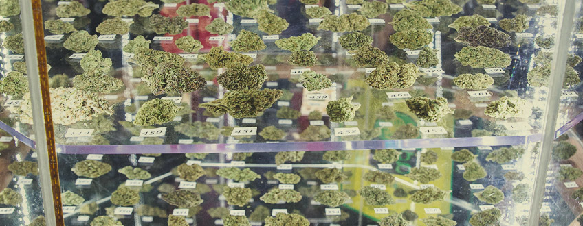 Cannabis cup winners