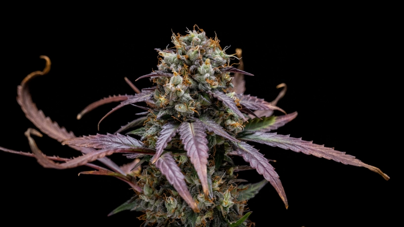 North Thunderfuck Auto cannabis plant with compact harvest-ready buds, resinous flowers, orange pistils, and green foliage in a reflective grow tent.