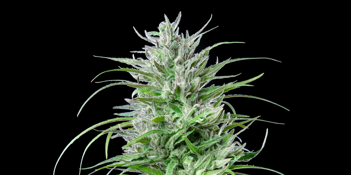Critical Kush cannabis bud with frosty resinous flowers, bright green leaves, white pistils, and compact flowering growth against a dark background.