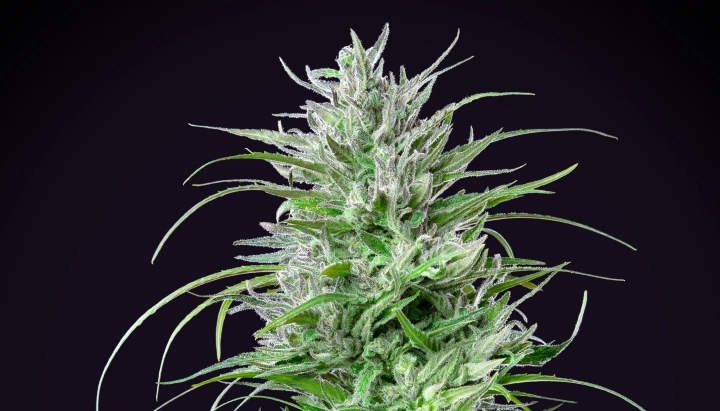 Critical Kush: Compact Indica With Strong Yield Critical Kush cannabis plant with a dense frosty cola, bright green leaves, white pistils, and compact flowering growth against a dark background.