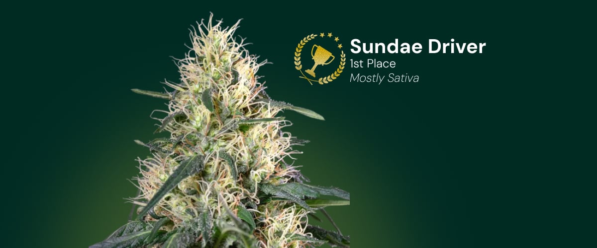 Sundae Driver cannabis flower, 1st place award winner, mostly sativa