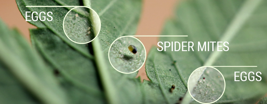 Spider Mites pest cannabis detection