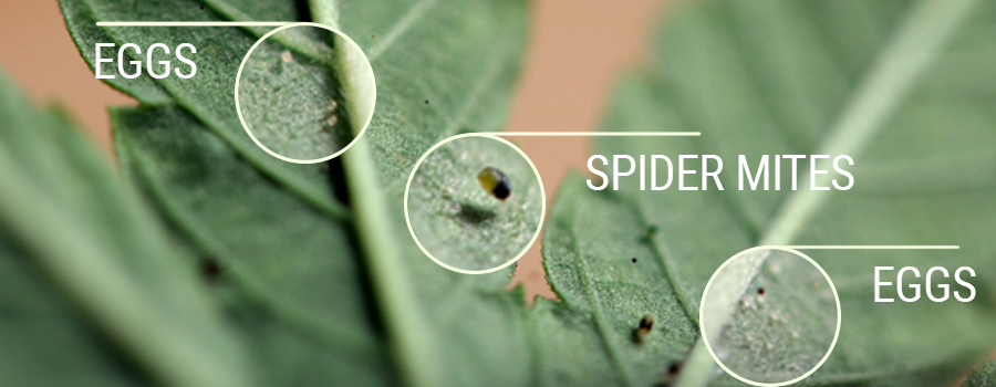 Spider Mites Eggs