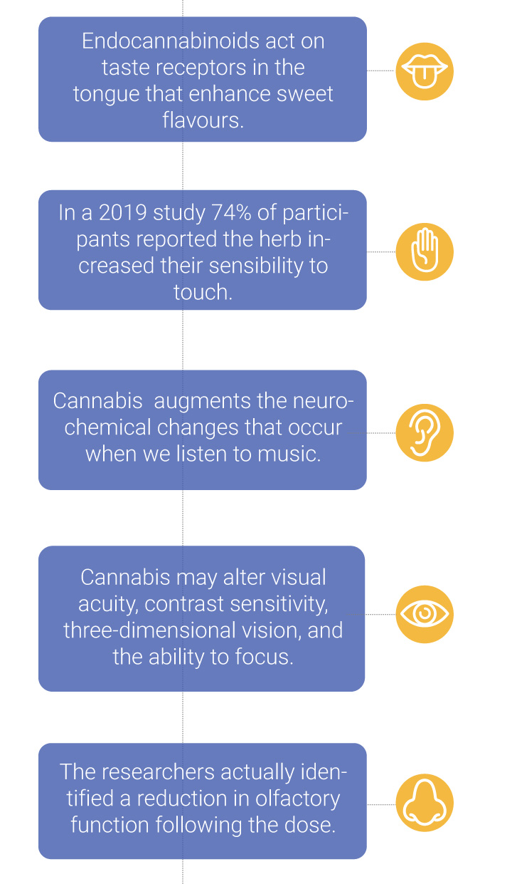 How Cannabis Affects the Senses